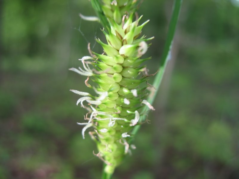 2006 05 Bonne mare 02